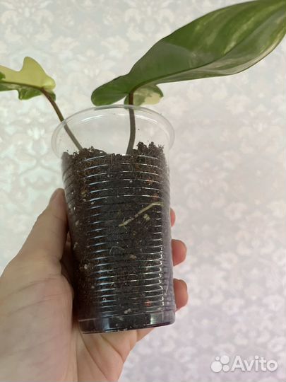 Филодендрон Блек Кардинал вариегатный