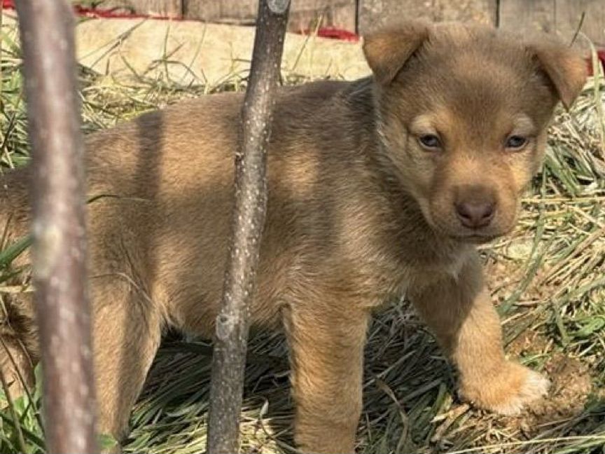 Щенки бесплатно в добрые руки