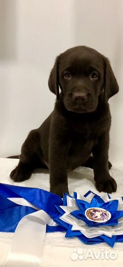 Щенки лабрадора РКФ