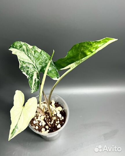 Сингониум империал Вайт (обновлено апрель)