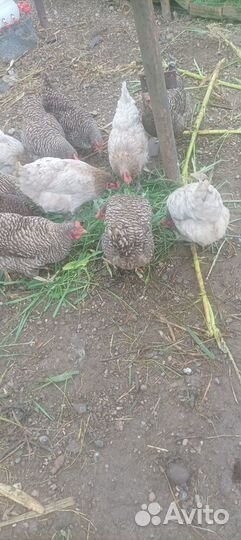 Куры несушки продам