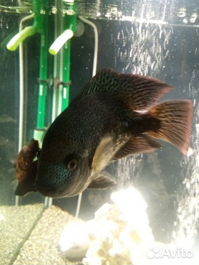 Цихлазома вьеха