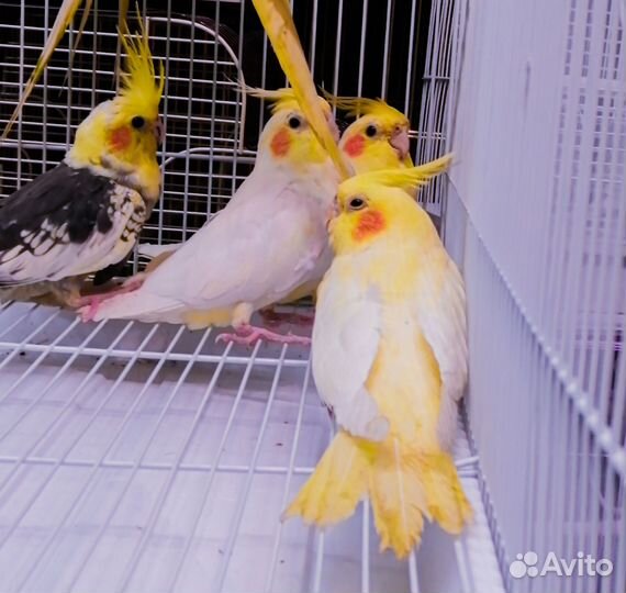 Попугай корелла птенцы малыши