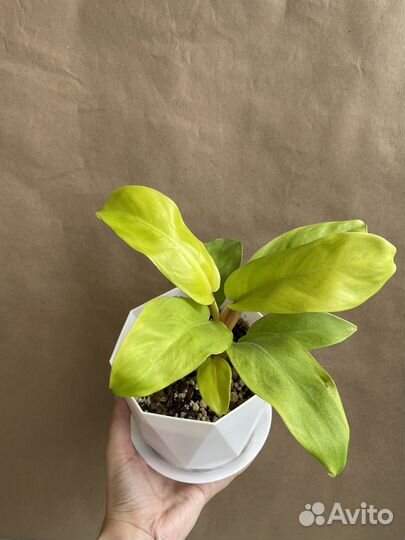Филодендрон лимон-лайм