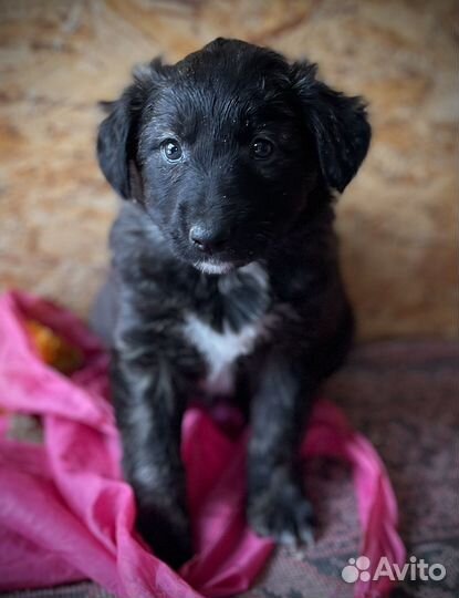 Щенки в добрые руки