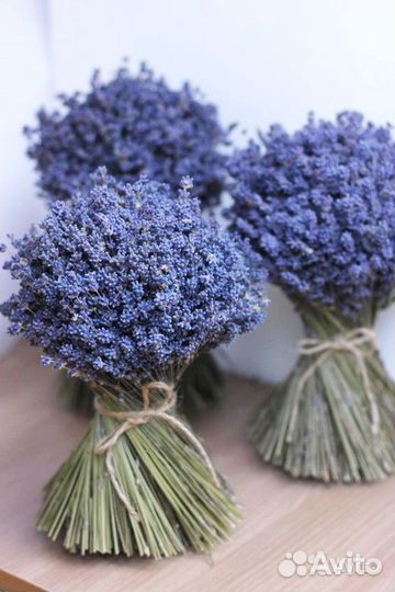 Продам Лаванду