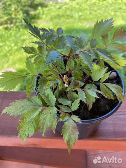 Астильба розовая