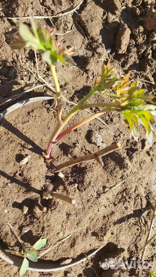 Пионы ито гибриды Canary Brilliants