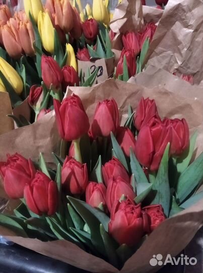 Луковицы тюльпанов