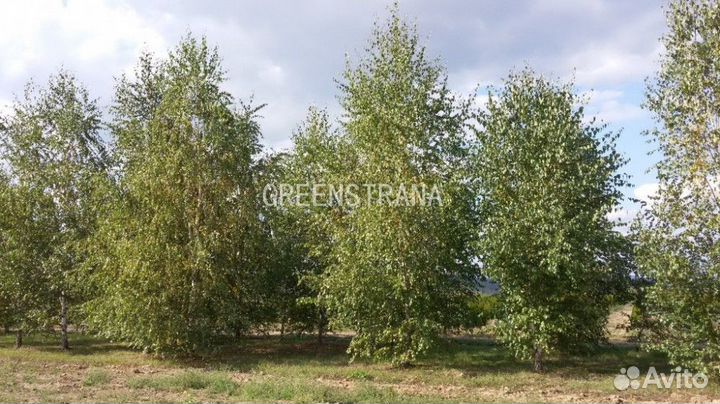 Береза Бородавчатая/600-700 см о/с 25-35