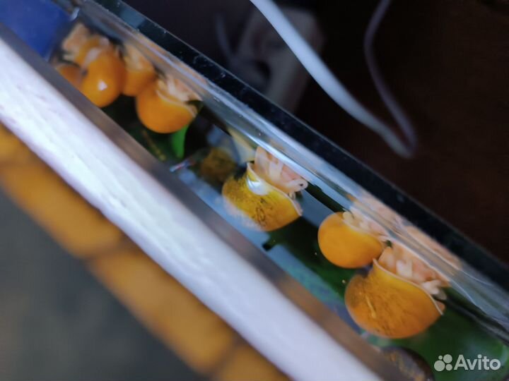 Ампулярии и гуппи эндлера