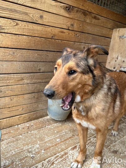 Кавказская овчарка в добрые руки