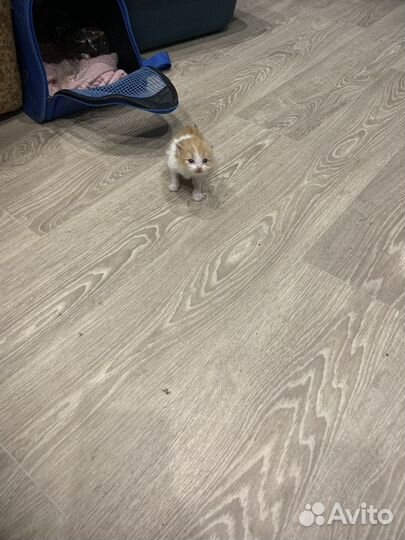 Отдам котят