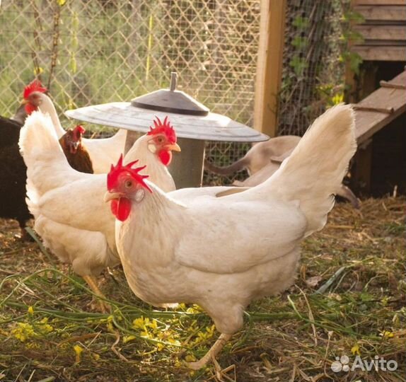 Куры несушки
