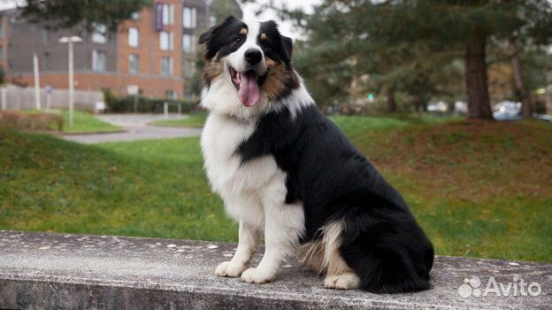 Передержка животных