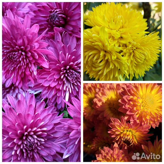 Хризантемы многолетние, цветы очень яркие