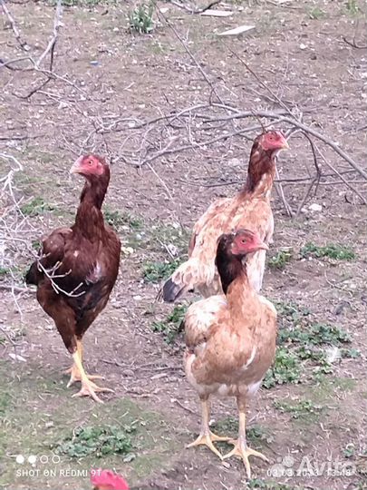 Бойцовые куры