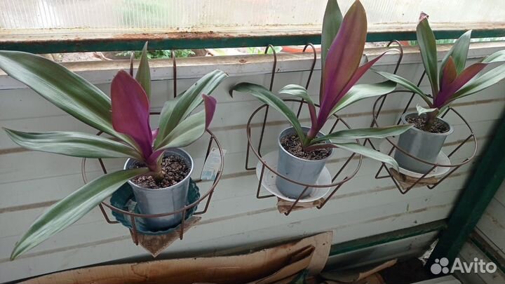 Традесканция рео