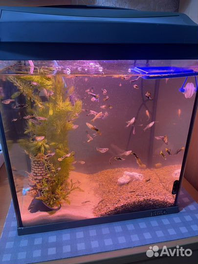 Аквариум Tetra с рыбками