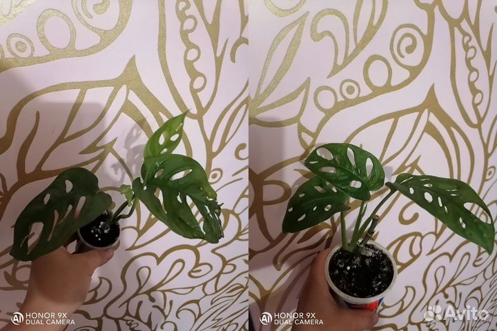 Комнатные цветы разные
