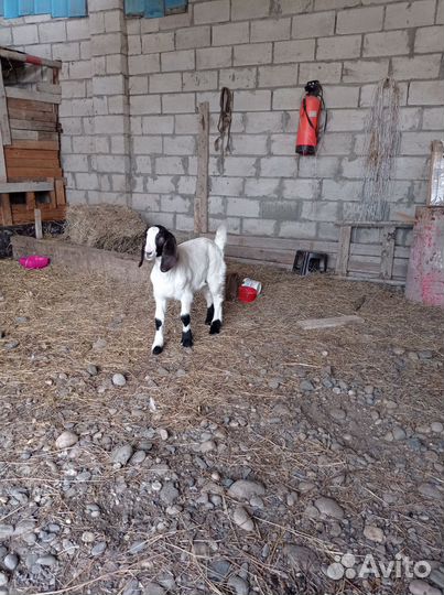 Козы нубийские