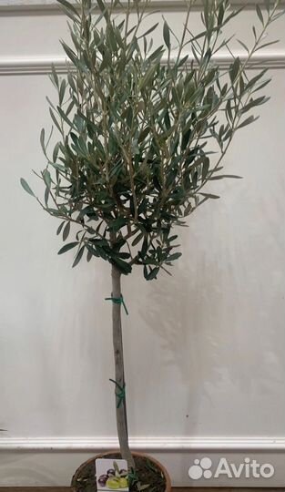 Оливковое дерево живое