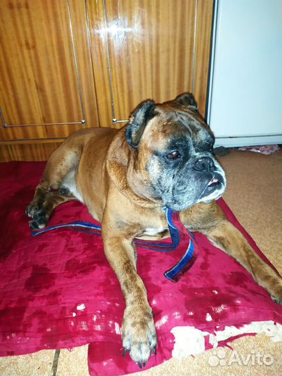 Найдена собака