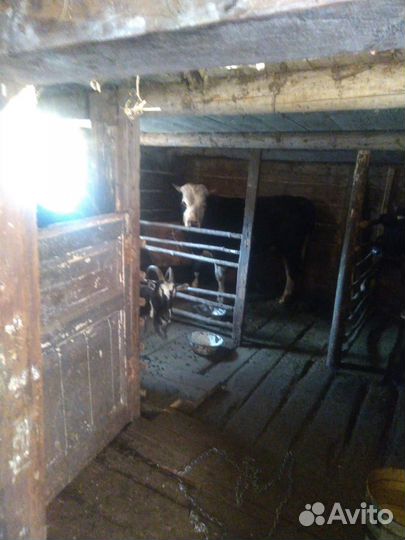 Продам : бык, тёлка и козы