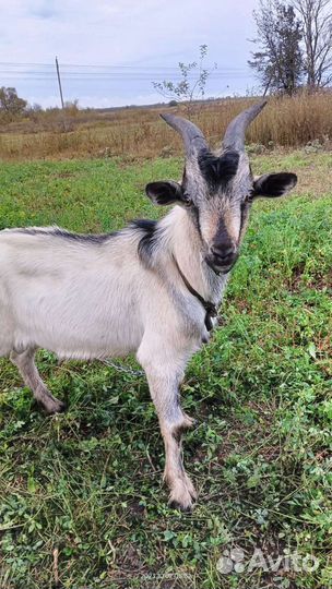 Мясо козлятина