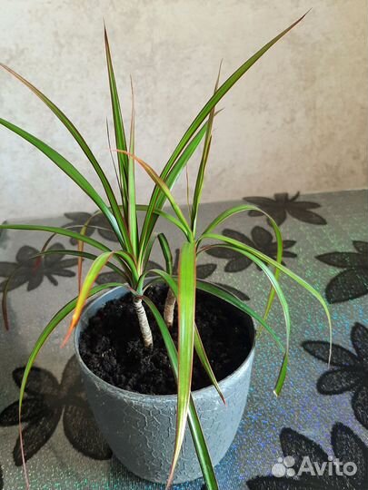 Пальма драцена