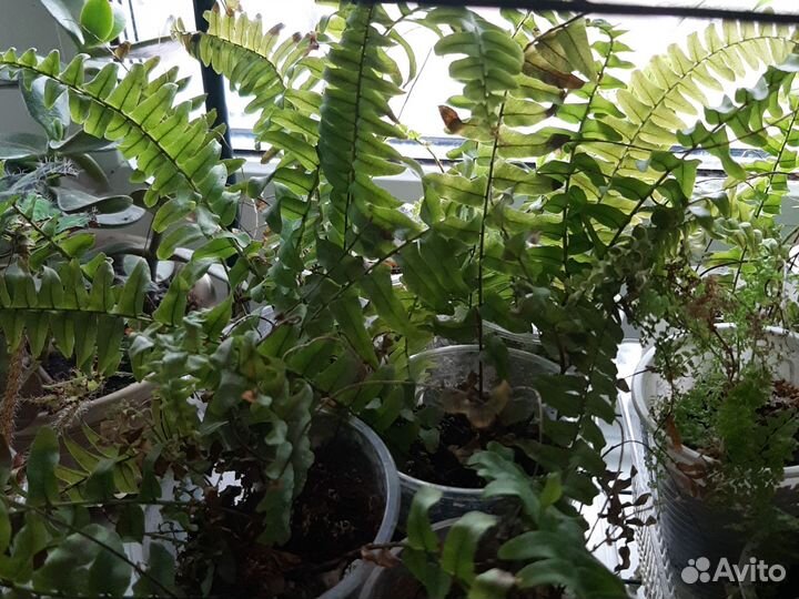 Нефролепсис