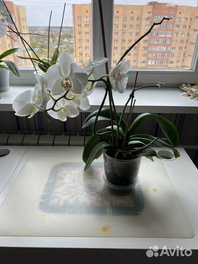 Орхидея фаленопсис