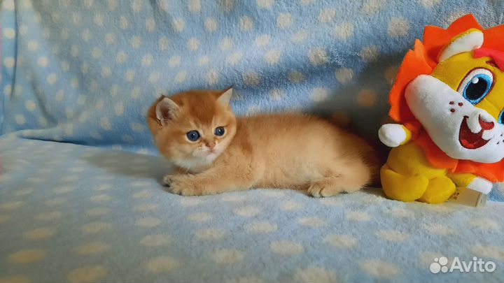 Золотая кошечка