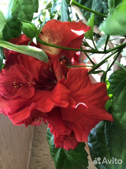 Гибискус красный махровый