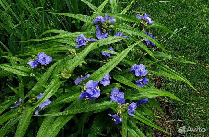 Традесканция садовая