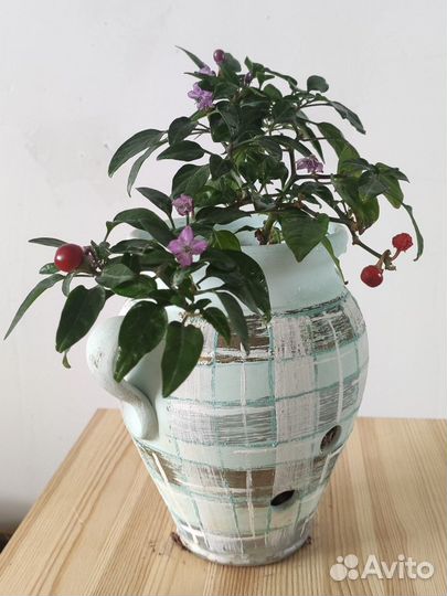 Перчик острый комнатный