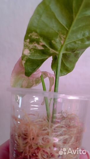 Сингониум marble double variegated