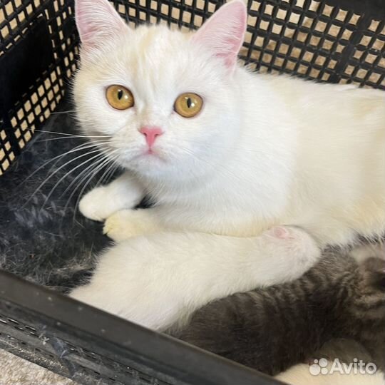 Британские котята