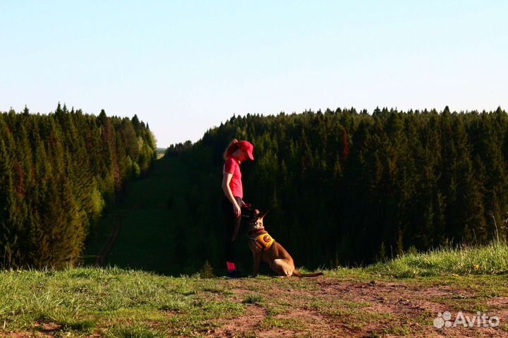 Передержка, дрессировка. Собаки спасатели