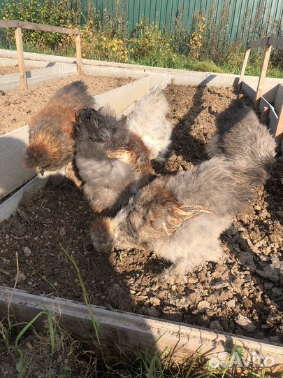 Курочка с петушком молодые 11 месяцев