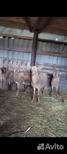 Бараны Катумские