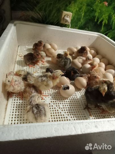 Цыплята индоутята домашние