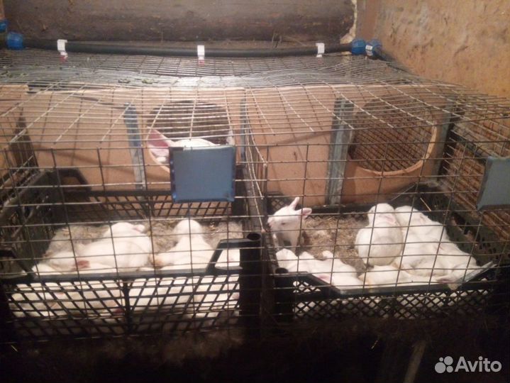 Белый паннон