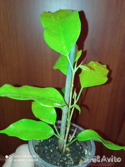 Фикус Еллоу Голд (Yellow Gold)