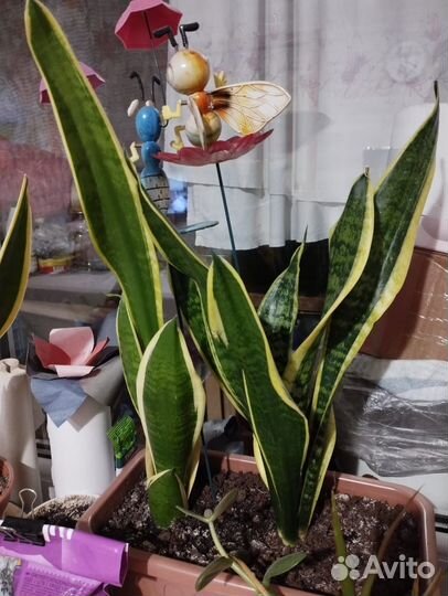 Сансевиерия