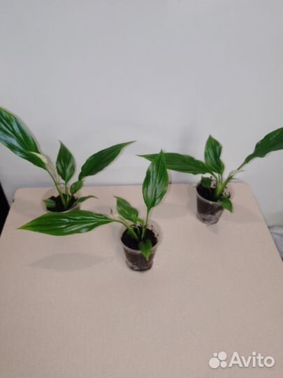 Спатифиллум