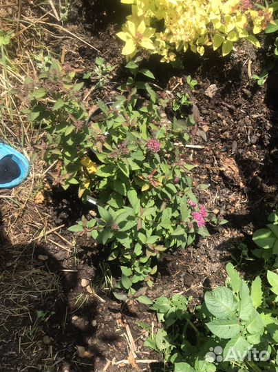 Саженцы дер-в и куст-в зкс крыж,жасм,липа,каш