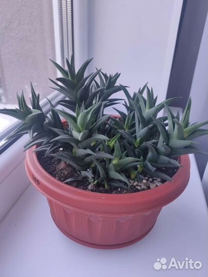 Хавортия извилистая