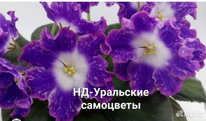 Детки сортовых фиалок