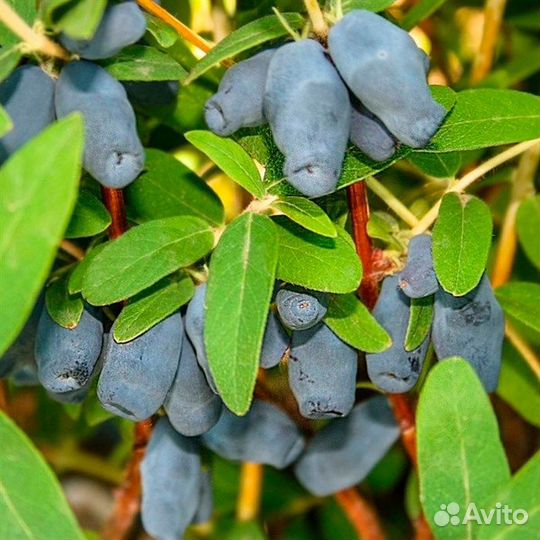 Жимолость съедобная Фиалка